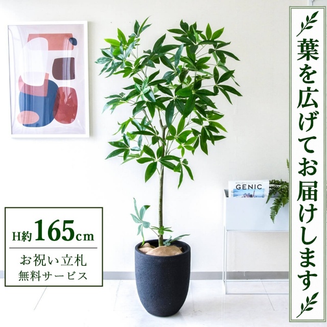 【すぐ飾れる】 フェイクグリーン パキラ H約165cm 鉢付き / 法人・開店祝い 店舗・オフィス装飾 空間演出 立札無料・造花/PG265-SFO31BM