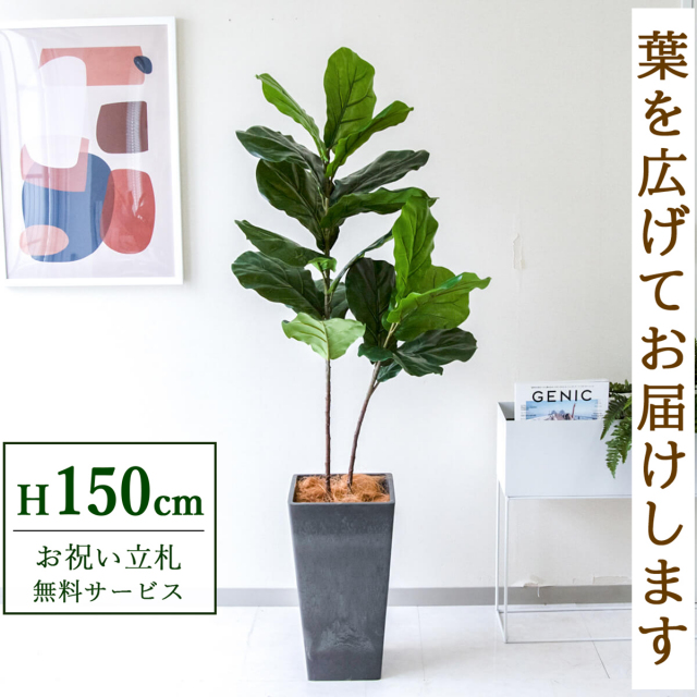 【すぐ飾れる】 フェイクグリーン フィカス カシワバゴム 150cm  鉢付き / 法人・開店祝い 店舗・オフィス装飾 空間演出 立札無料・造花/PG266-Q25BK