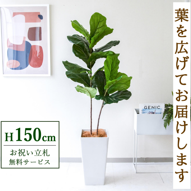【すぐ飾れる】 フェイクグリーン フィカス カシワバゴム 150cm  鉢付き / 法人・開店祝い 店舗・オフィス装飾 空間演出 立札無料・造花/PG266-Q25WH