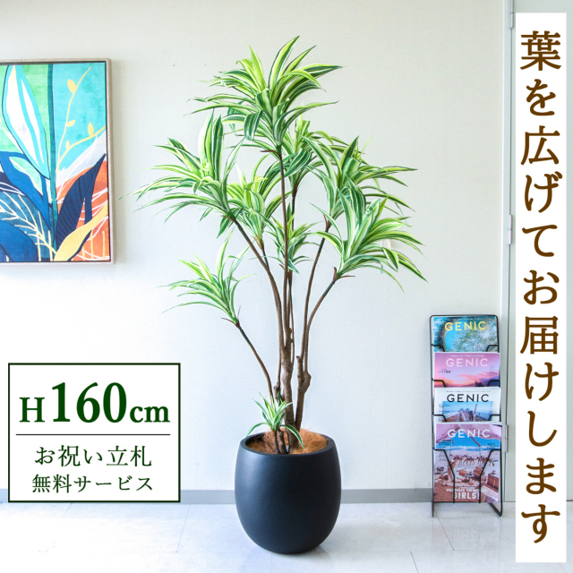 【すぐ飾れる】 フェイクグリーン ドラセナイエロー 160cm 鉢付き / 法人・開店祝い 店舗・オフィス装飾 空間演出 立札無料・造花/PG270-BAL35BK