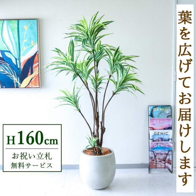 【すぐ飾れる】 フェイクグリーン ドラセナイエロー 160cm 鉢付き / 法人・開店祝い 店舗・オフィス装飾 空間演出 立札無料・造花/PG270-BAL35IV