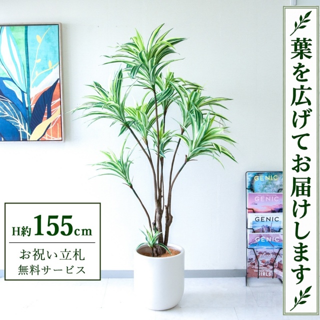 【すぐ飾れる】 フェイクグリーン ドラセナイエロー H約155cm 鉢付き / 法人・開店祝い 店舗・オフィス装飾 空間演出 立札無料・造花/PG270-CHC29IV