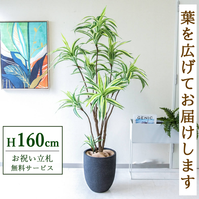 【すぐ飾れる】 フェイクグリーン ドラセナイエロー 160cm 鉢付き / 法人・開店祝い 店舗・オフィス装飾 空間演出 立札無料・造花/PG270-SFO31BM