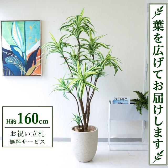 【すぐ飾れる】 フェイクグリーン ドラセナイエロー H約160cm 鉢付き / 法人・開店祝い 店舗・オフィス装飾 空間演出 立札無料・造花/PG270-SFO31IV
