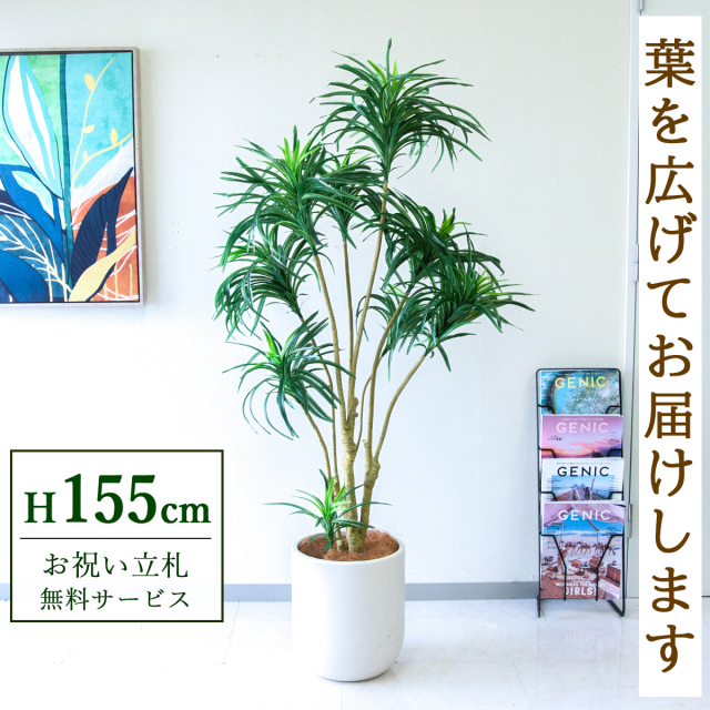 【すぐ飾れる】 フェイクグリーン ユッカツリー 155cm 鉢付き / 法人・開店祝い 店舗・オフィス装飾 空間演出 立札無料・造花/PG271-CHC29IV