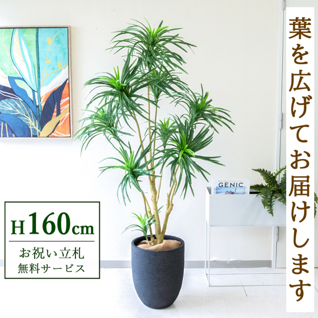 【すぐ飾れる】 フェイクグリーン ユッカツリー 160cm 鉢付き / 法人・開店祝い 店舗・オフィス装飾 空間演出 立札無料・造花/PG271-SFO31BM