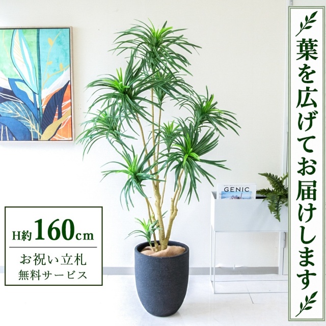 【すぐ飾れる】 フェイクグリーン ユッカツリー H約160cm 鉢付き / 法人・開店祝い 店舗・オフィス装飾 空間演出 立札無料・造花/PG271-SFO31BM