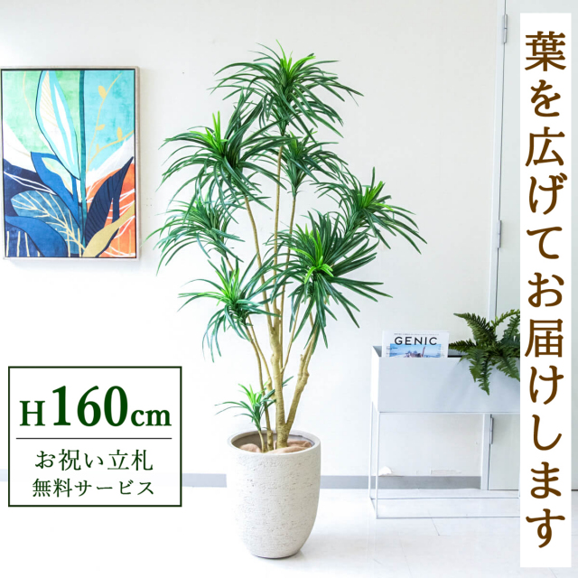 【すぐ飾れる】 フェイクグリーン ユッカツリー 160cm 鉢付き / 法人・開店祝い 店舗・オフィス装飾 空間演出 立札無料・造花/PG271-SFO31IV