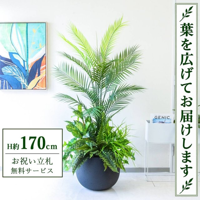 【すぐ飾れる】 フェイクグリーン アレカパーム H約170cm 大型 鉢付き / 法人・開店祝い 店舗・オフィス装飾 空間演出 立札無料・造花/PG273-D42BK-UG6