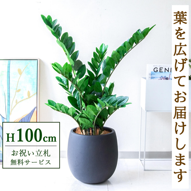 【すぐ飾れる】 フェイクグリーン ザミフォリア 100cm 鉢付き / 法人・開店祝い 店舗・オフィス装飾 空間演出 立札無料・造花/PG274-BAL30BK