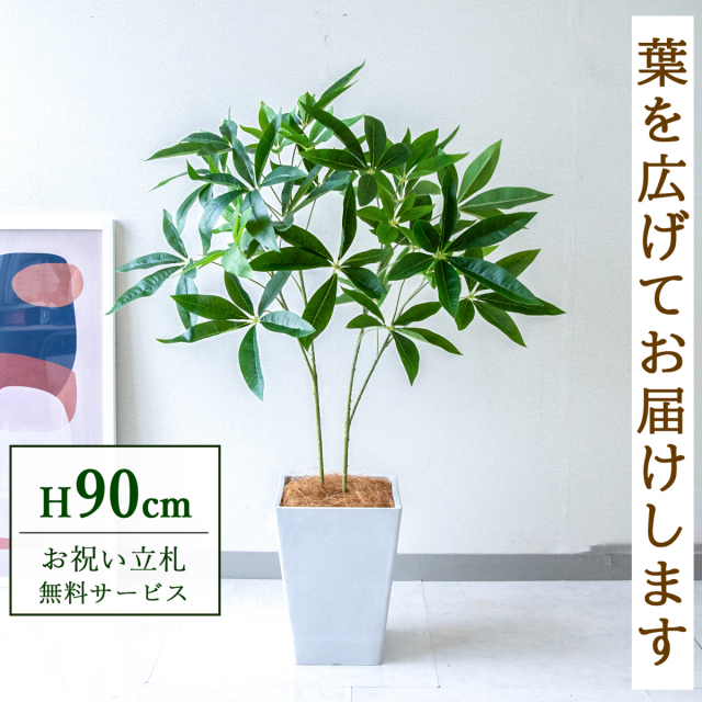 【すぐ飾れる】 フェイクグリーン パキラ 90cm  鉢付き / 法人・開店祝い 店舗・オフィス装飾 空間演出 立札無料・造花/PG277-Q20WH
