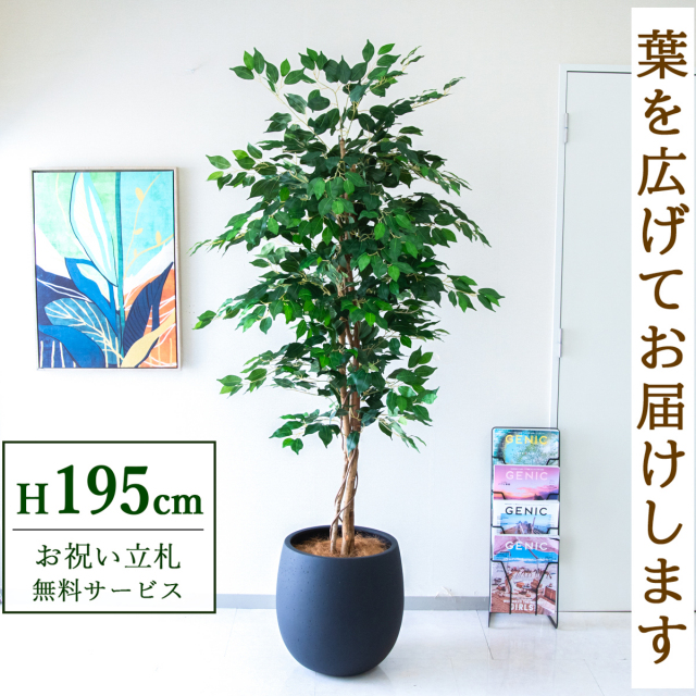 【すぐ飾れる】 フェイクグリーン フィカス ベンジャミン 195cm  大型 鉢付き / 法人・開店祝い 店舗・オフィス装飾 空間演出 立札無料・造花/PG278-BAL42BK