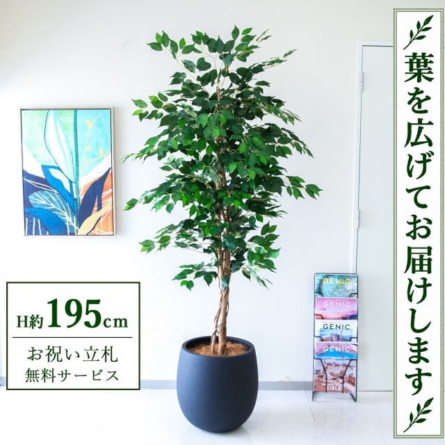【すぐ飾れる】 フェイクグリーン フィカス ベンジャミン H約195cm 大型 鉢付き / 法人・開店祝い 店舗・オフィス装飾 空間演出 立札無料・造花/PG278-BAL42BK