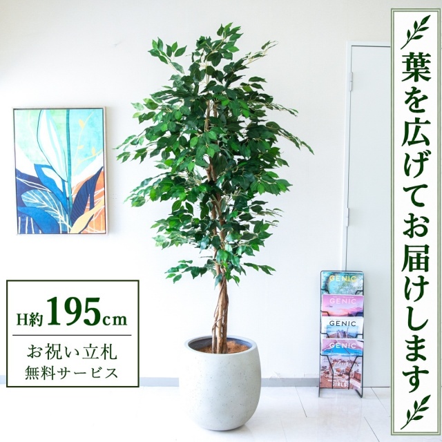 【すぐ飾れる】 フェイクグリーン フィカス ベンジャミン H約195cm 大型 鉢付き / 法人・開店祝い 店舗・オフィス装飾 空間演出 立札無料・造花/PG278-BAL42IV