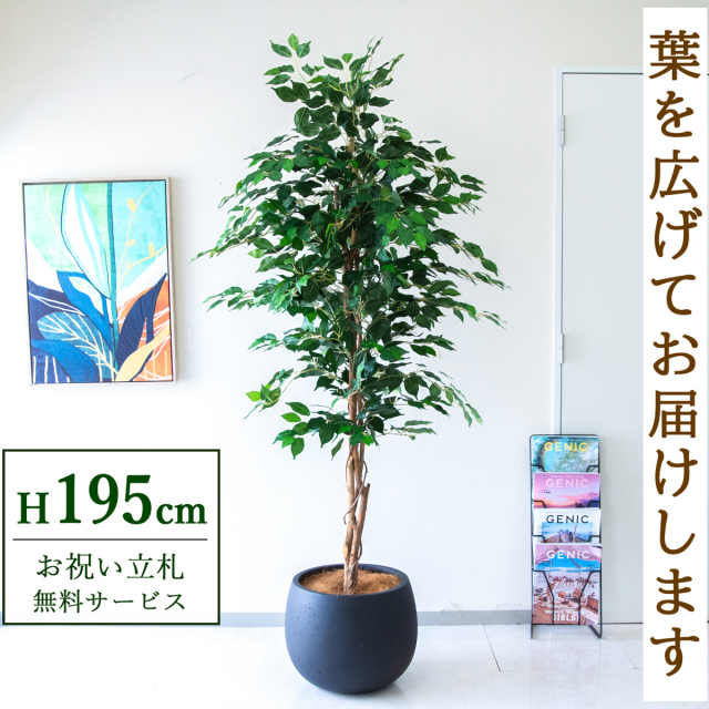 【すぐ飾れる】 フェイクグリーン フィカス ベンジャミン 195cm  大型 鉢付き / 法人・開店祝い 店舗・オフィス装飾 空間演出 立札無料・造花/PG278-D42BK