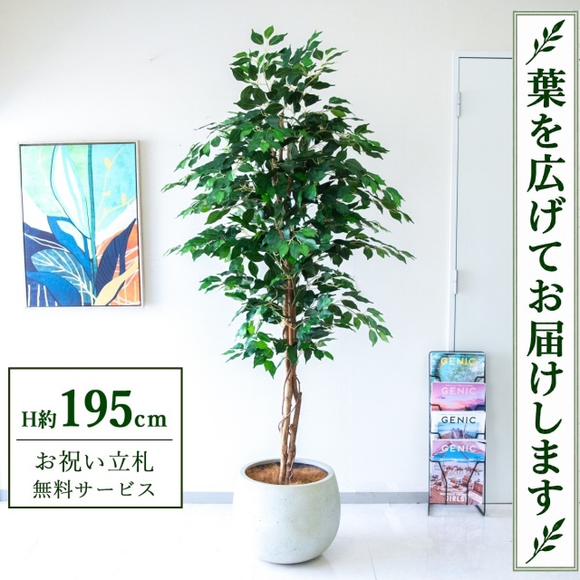 【すぐ飾れる】 フェイクグリーン フィカス ベンジャミン H約195cm 大型 鉢付き / 法人・開店祝い 店舗・オフィス装飾 空間演出 立札無料・造花/PG278-D42IV