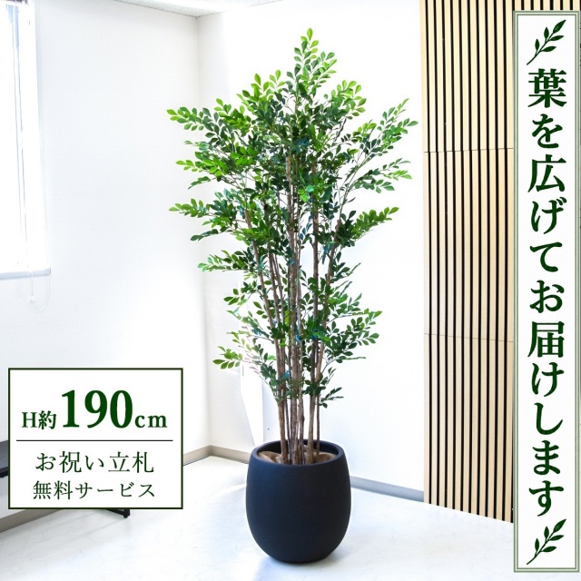 【すぐ飾れる】 フェイクグリーン トネリコ H約190cm 大型 鉢付き / 法人・開店祝い 店舗・オフィス装飾 空間演出 立札無料・造花/PG279-BAL42BK