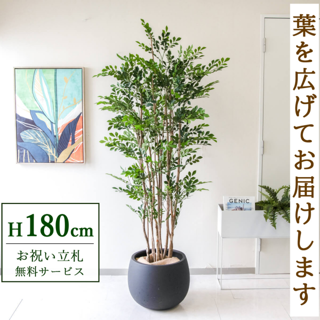 【すぐ飾れる】 フェイクグリーン トネリコ 180cm  大型 鉢付き / 法人・開店祝い 店舗・オフィス装飾 空間演出 立札無料・造花/PG279-D42BK