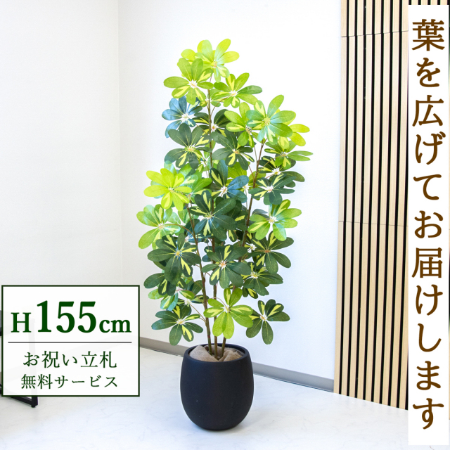 【すぐ飾れる】 フェイクグリーン シェフレラ カポック 155cm  鉢付き / 法人・開店祝い 店舗・オフィス装飾 空間演出 立札無料・造花/PG282-BAL30BK