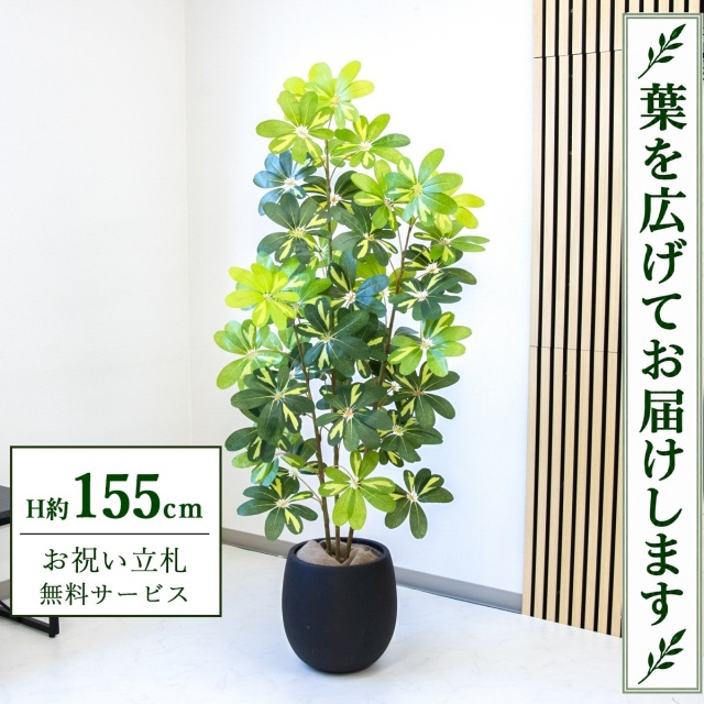 【すぐ飾れる】 フェイクグリーン シェフレラ カポック H約155cm 鉢付き / 法人・開店祝い 店舗・オフィス装飾 空間演出 立札無料・造花/PG282-BAL30BK