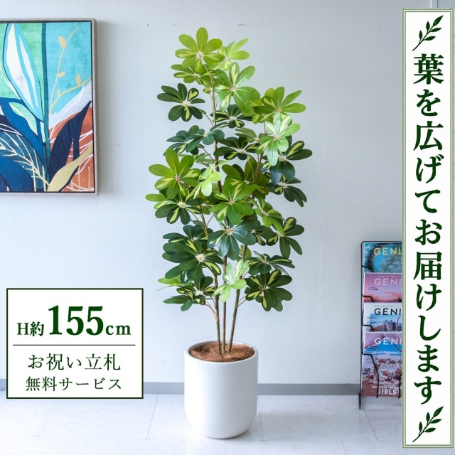 【すぐ飾れる】 フェイクグリーン シェフレラ カポック H約155cm 鉢付き / 法人・開店祝い 店舗・オフィス装飾 空間演出 立札無料・造花/PG282-CHC29IV