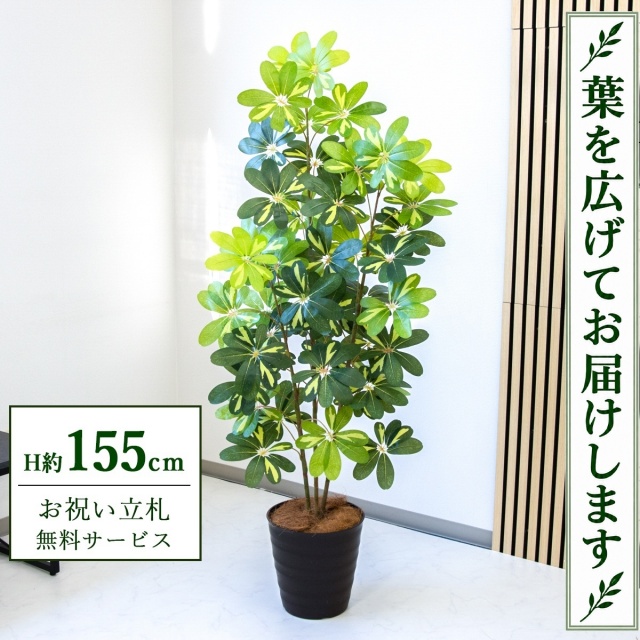 【すぐ飾れる】 フェイクグリーン シェフレラ カポック H約155cm 鉢付き / 法人・開店祝い 店舗・オフィス装飾 空間演出 立札無料・造花/PG282-M27DB
