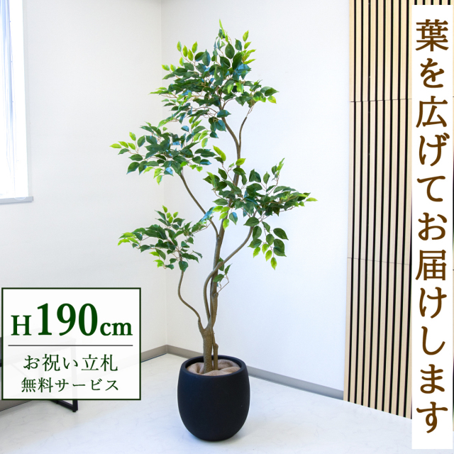 【すぐ飾れる】 フェイクグリーン フィカス ベンジャミン 190cm  大型 鉢付き / 法人・開店祝い 店舗・オフィス装飾 空間演出 立札無料・造花/PG284-BAL35BK