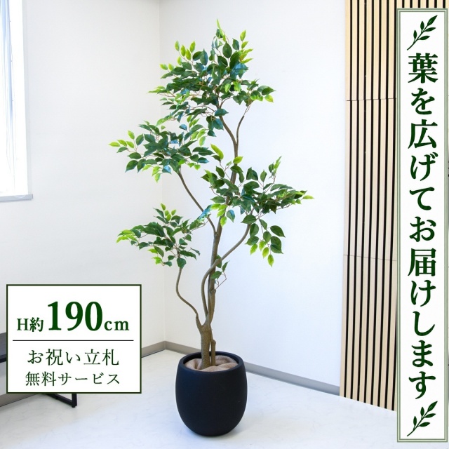 【すぐ飾れる】 フェイクグリーン フィカス ベンジャミン H約190cm 大型 鉢付き / 法人・開店祝い 店舗・オフィス装飾 空間演出 立札無料・造花/PG284-BAL35BK