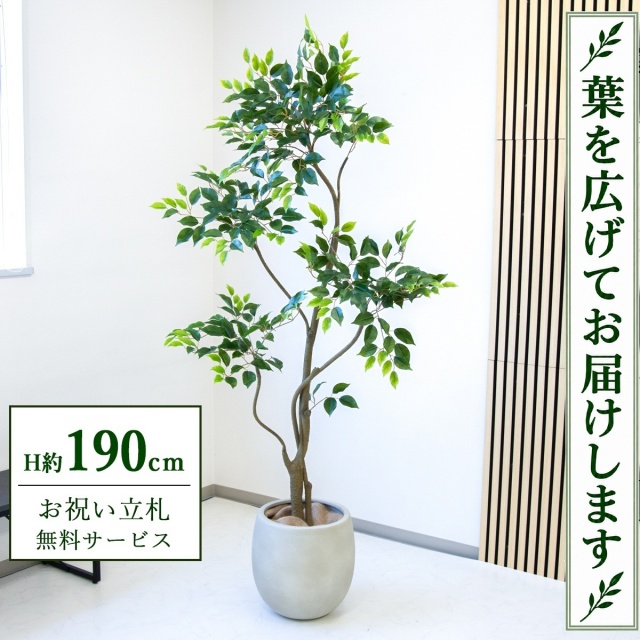 【すぐ飾れる】 フェイクグリーン フィカス ベンジャミン H約190cm 大型 鉢付き / 法人・開店祝い 店舗・オフィス装飾 空間演出 立札無料・造花/PG284-BAL35IV