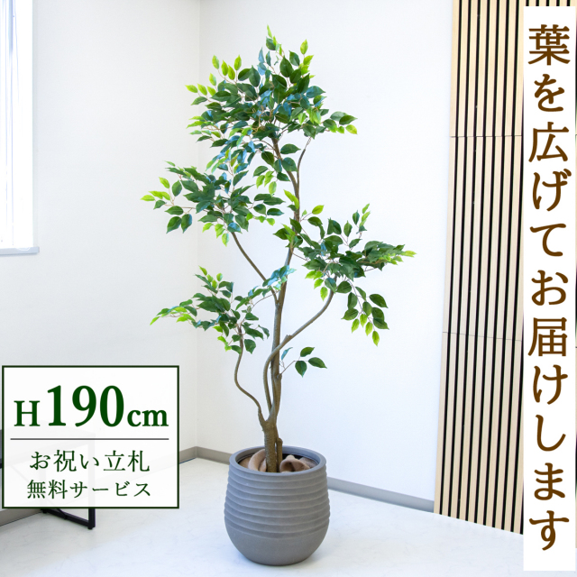 【すぐ飾れる】 フェイクグリーン フィカス ベンジャミン 190cm  大型 鉢付き / 法人・開店祝い 店舗・オフィス装飾 空間演出 立札無料・造花/PG284-J40