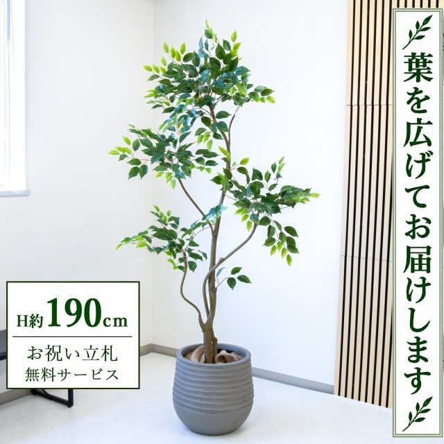 【すぐ飾れる】 フェイクグリーン フィカス ベンジャミン H約190cm 大型 鉢付き / 法人・開店祝い 店舗・オフィス装飾 空間演出 立札無料・造花/PG284-J40