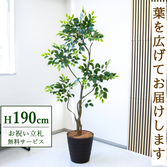 【すぐ飾れる】 フェイクグリーン フィカス ベンジャミン 190cm  大型 鉢付き / 法人・開店祝い 店舗・オフィス装飾 空間演出 立札無料・造花/PG284-M36DB
