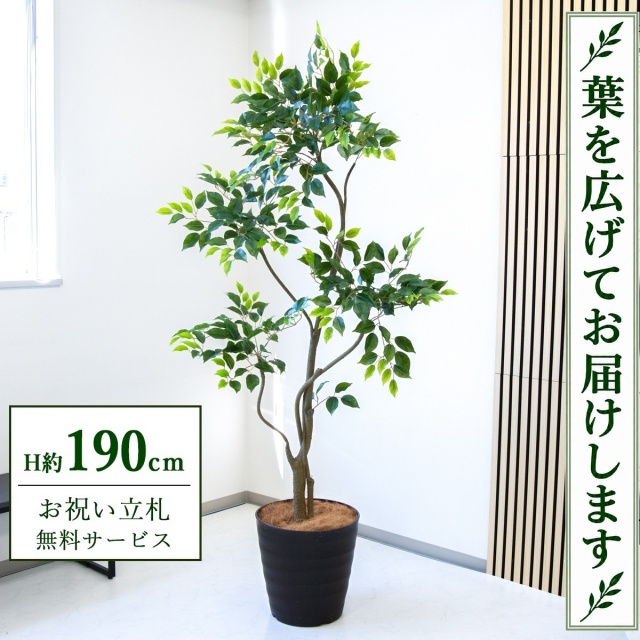 【すぐ飾れる】 フェイクグリーン フィカス ベンジャミン H約190cm 大型 鉢付き / 法人・開店祝い 店舗・オフィス装飾 空間演出 立札無料・造花/PG284-M36DB