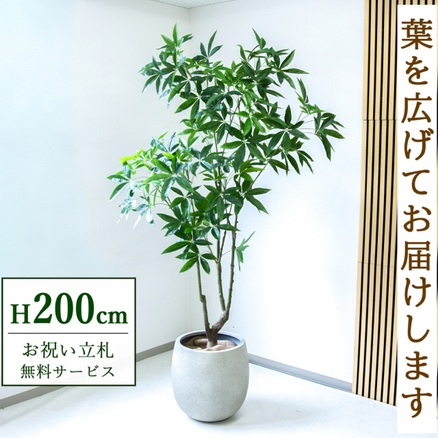 【すぐ飾れる】 フェイクグリーン パキラ 200cm  大型 鉢付き / 法人・開店祝い 店舗・オフィス装飾 空間演出 立札無料・造花/PG286-BAL42IV