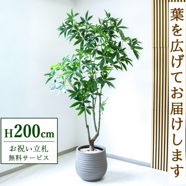【すぐ飾れる】 フェイクグリーン パキラ 200cm  大型 鉢付き / 法人・開店祝い 店舗・オフィス装飾 空間演出 立札無料・造花/PG286-J40