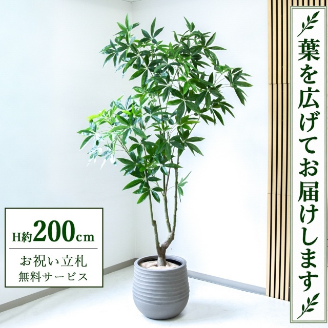 【すぐ飾れる】 フェイクグリーン パキラ H約200cm 大型 鉢付き / 法人・開店祝い 店舗・オフィス装飾 空間演出 立札無料・造花/PG286-J40