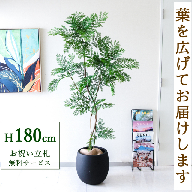 【すぐ飾れる】 フェイクグリーン エバーフレッシュ 180cm  大型 鉢付き / 法人・開店祝い 店舗・オフィス装飾 空間演出 立札無料・造花/PG287-BAL35BK