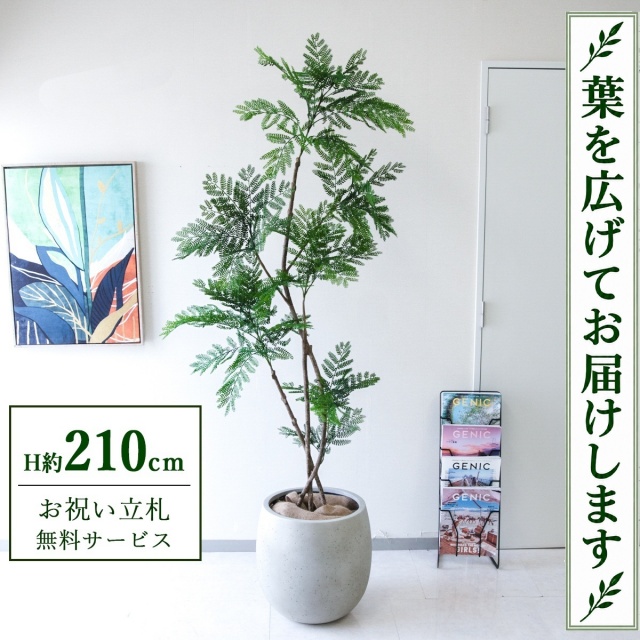 【すぐ飾れる】 フェイクグリーン エバーフレッシュ H約210cm 大型 鉢付き / 法人・開店祝い 店舗・オフィス装飾 空間演出 立札無料・造花/PG288-BAL42IV