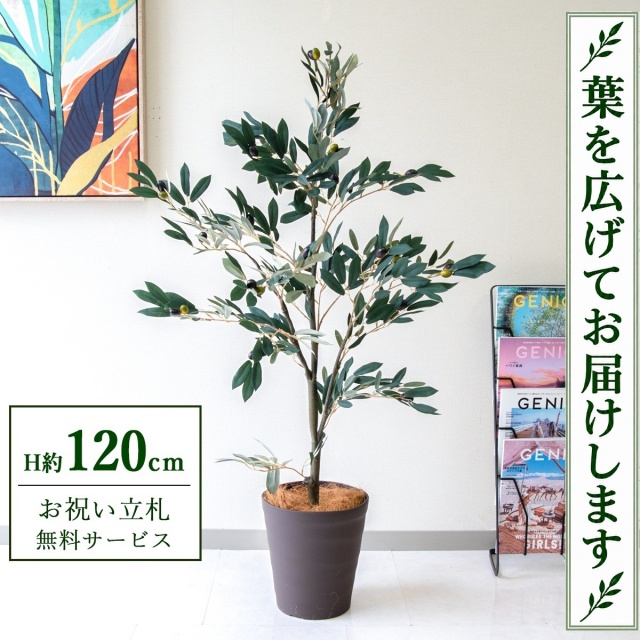 【すぐ飾れる】 フェイクグリーン オリーブ H約120cm 鉢付き / 法人・開店祝い 店舗・オフィス装飾 空間演出 立札無料・造花/PG289-B240BR