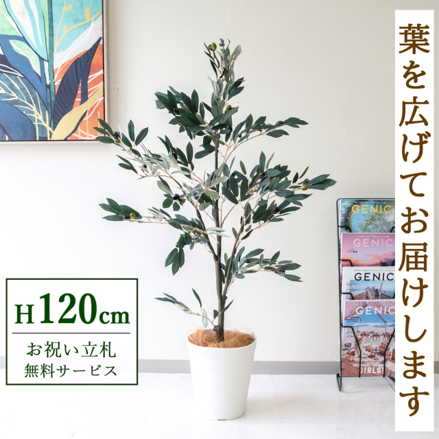 【すぐ飾れる】 フェイクグリーン オリーブ 120cm 鉢付き / 法人・開店祝い 店舗・オフィス装飾 空間演出 立札無料・造花/PG289-B240WH