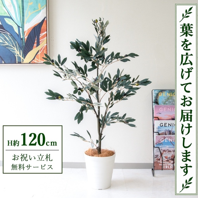 【すぐ飾れる】 フェイクグリーン オリーブ H約120cm 鉢付き / 法人・開店祝い 店舗・オフィス装飾 空間演出 立札無料・造花/PG289-B240WH