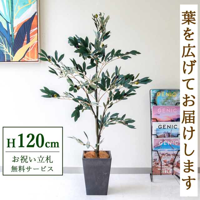 【すぐ飾れる】 フェイクグリーン オリーブ 120cm 鉢付き / 法人・開店祝い 店舗・オフィス装飾 空間演出 立札無料・造花/PG289-Q20BK