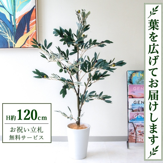 【すぐ飾れる】 フェイクグリーン オリーブ H約120cm 鉢付き / 法人・開店祝い 店舗・オフィス装飾 空間演出 立札無料・造花/PG289-X20WH