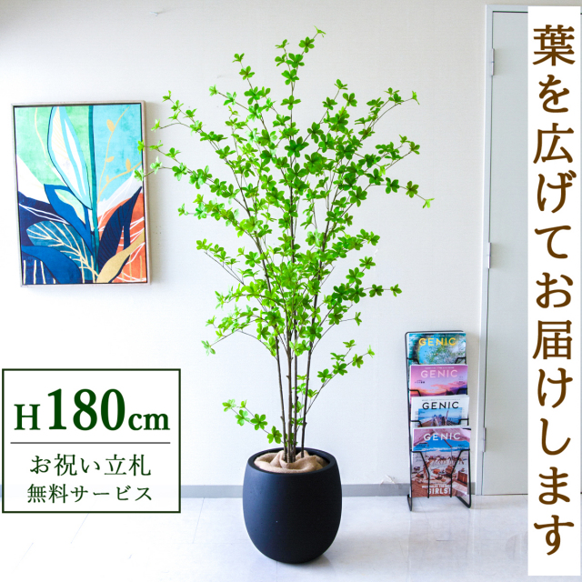 【すぐ飾れる】 フェイクグリーン ドウダンツツジ 180cm  大型 鉢付き / 法人・開店祝い 店舗・オフィス装飾 空間演出 立札無料・造花/PG291-BAL35BK