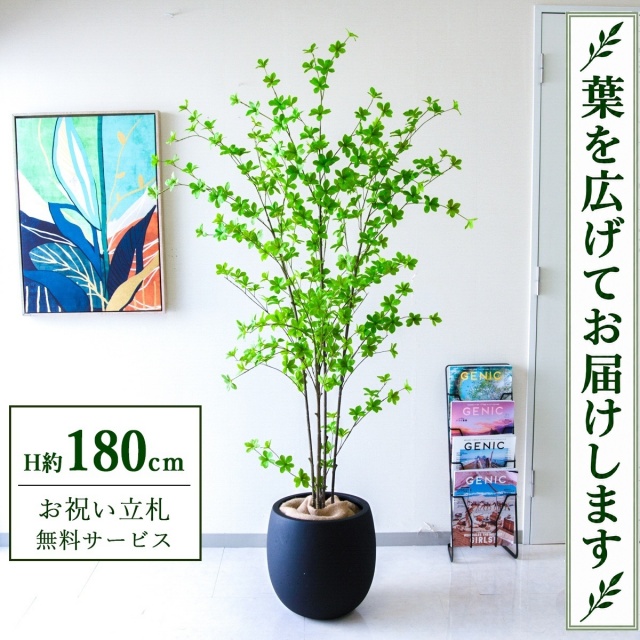 【すぐ飾れる】 フェイクグリーン ドウダンツツジ H約180cm 大型 鉢付き / 法人・開店祝い 店舗・オフィス装飾 空間演出 立札無料・造花/PG291-BAL35BK