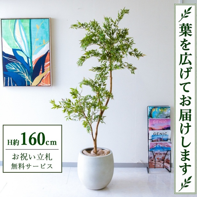 【すぐ飾れる】 フェイクグリーン ポリシャス H約160cm 鉢付き / 法人・開店祝い 店舗・オフィス装飾 空間演出 立札無料・造花/PG292-BAL35IV