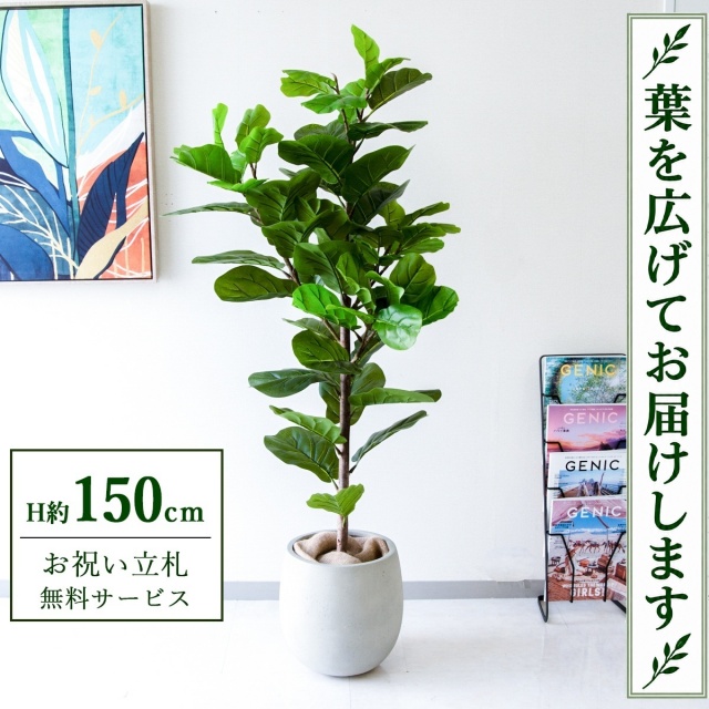 【すぐ飾れる】 フェイクグリーン フィカス カシワバゴム H約150cm 鉢付き / 法人・開店祝い 店舗・オフィス装飾 空間演出 立札無料・造花/PG293-BAL30IV