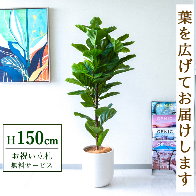 【すぐ飾れる】 フェイクグリーン フィカス カシワバゴム 150cm 鉢付き / 法人・開店祝い 店舗・オフィス装飾 空間演出 立札無料・造花/PG293-CHC29IV