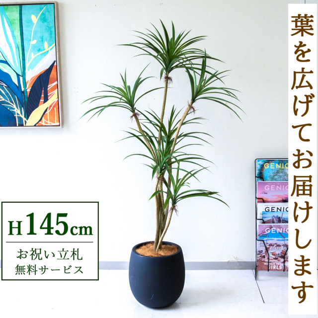 【すぐ飾れる】 フェイクグリーン ユッカ 145cm  鉢付き / 法人・開店祝い 店舗・オフィス装飾 空間演出 立札無料・造花/PG296-BAL30BK