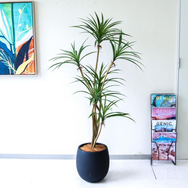 人工 観葉植物 フェイク グリーン ユッカポット H約120cm 店舗 装飾
